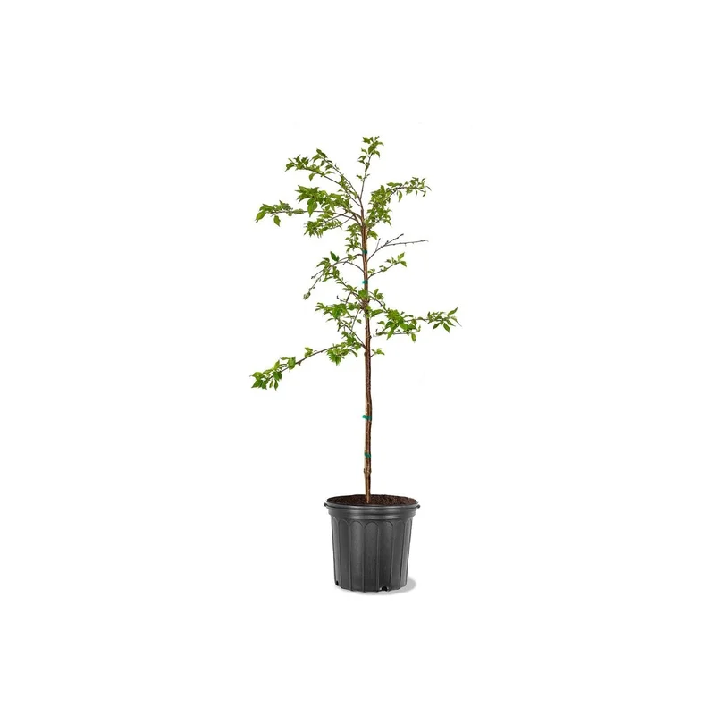 ibspot-44005067