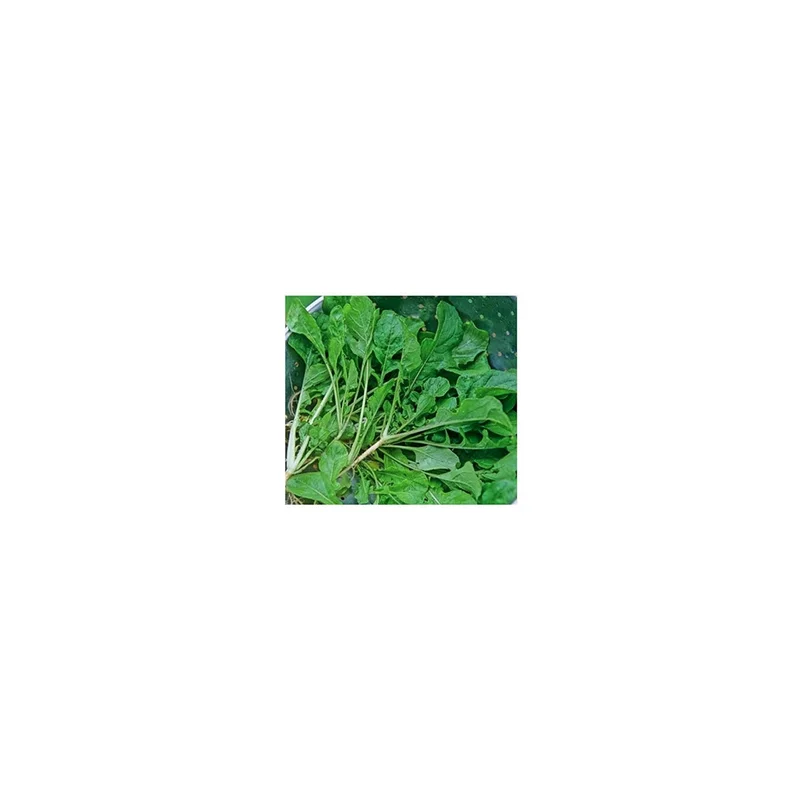 ibspot-45717332
