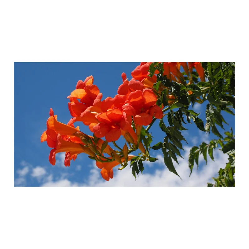 ibspot-54463206