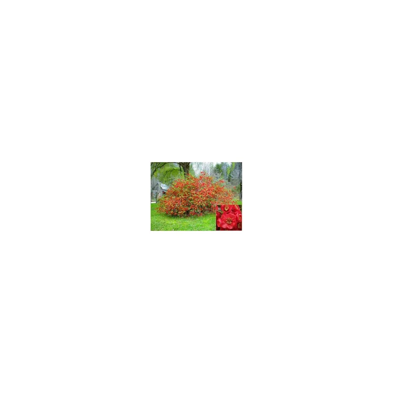 ibspot-54792984