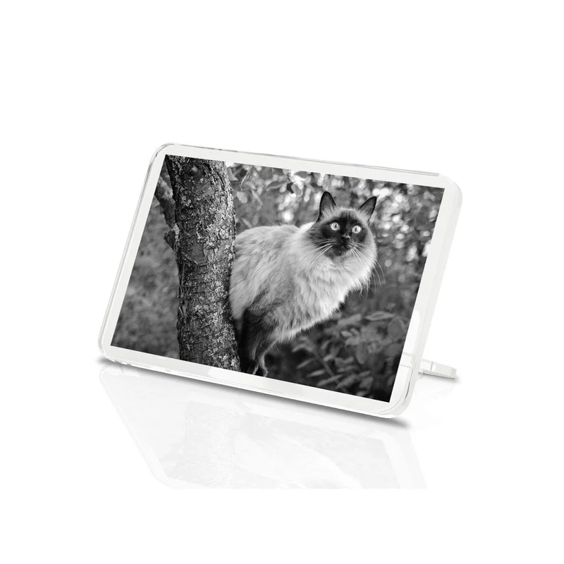 ibspot-55424521