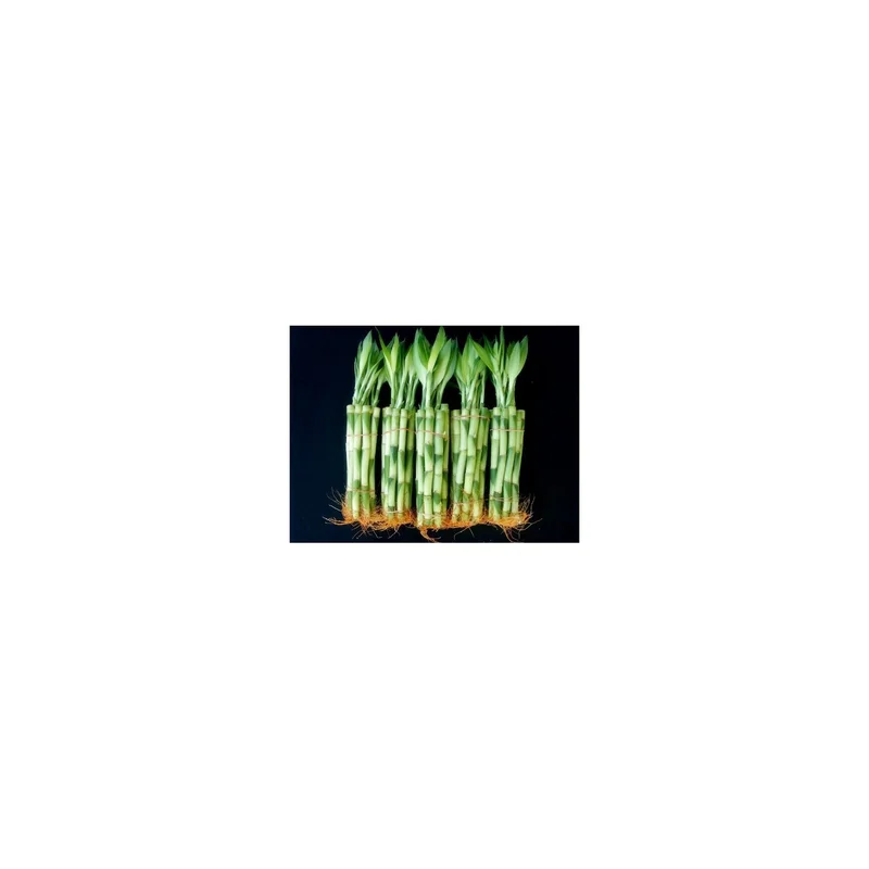 ibspot5799344